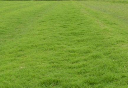 四季青草坪 冷季型草皮 全年常绿 根系发达 绿化工程 基地直供