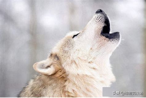 北美灰狼（世界上最大的狼品种） - 胖萌舍宠物网