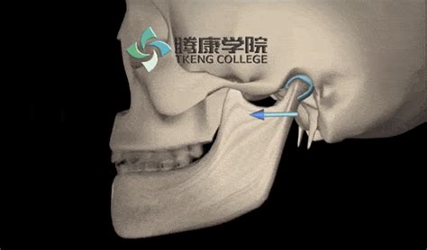 颞下颌关节解剖图图片 颞下颌关节解剖图图片