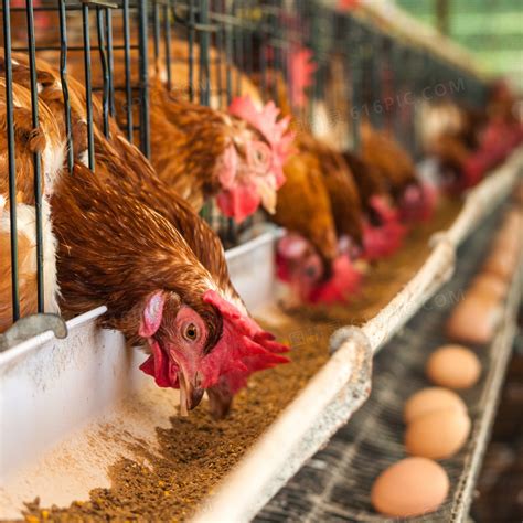 2020年养鸡业市场行情怎样？养鸡老人看得准__财经头条