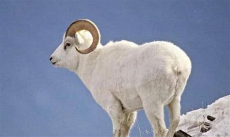 都“出在羊身上”，为啥羊绒比羊毛贵？