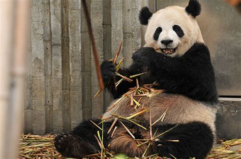 大熊猫为什么是国宝 为什么把熊猫定为国宝 - 天奇生活