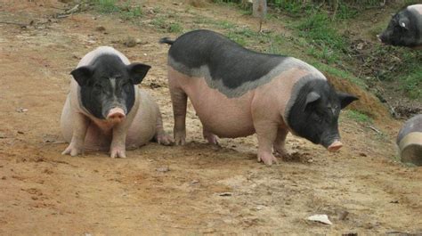 猪价上涨，如何养好猪！_山东潍坊生益生物饲料有限公司_饲料添加剂生产厂家(供应商)官方网站