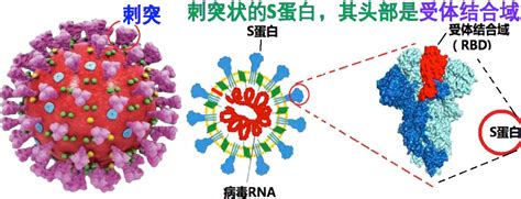 科学网—浅谈 新冠病毒之刺突(SARS-CoV-2 S) - 张家普的博文