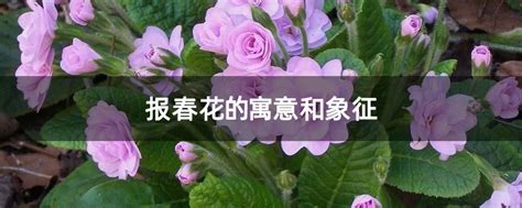 报春花的寓意和象征-花卉百科-中国花木网