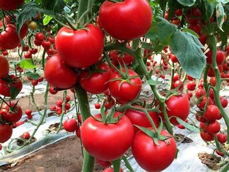 亚磷酸钾能使西红柿膨大吗？叶面追肥怎么做_广而告之_191农资人 - 农技社区服务平台