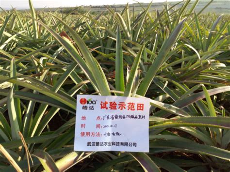 菠萝施肥方法-武汉皓达农业科技有限公司