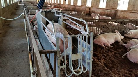 畜牧养殖自动化照明系统管理 - 上海凯迈生物科技有限公司