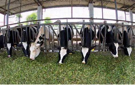 2018年畜牧业生产稳定向好 - 深圳市绿然展业发展有限公司