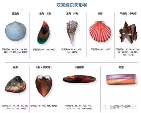 25种贝壳类海鲜盘点_北部湾海鲜科普及购买攻略_什么值得买