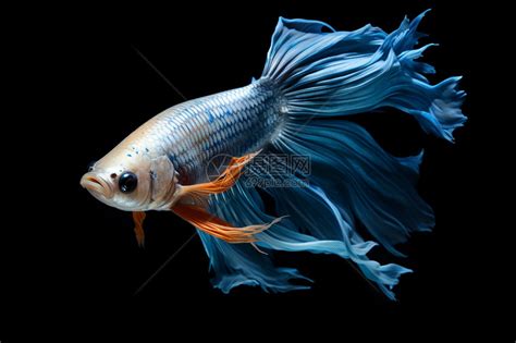 鱼美丽的鱼鳍和鱼尾高清图片下载-正版图片600434433-摄图网