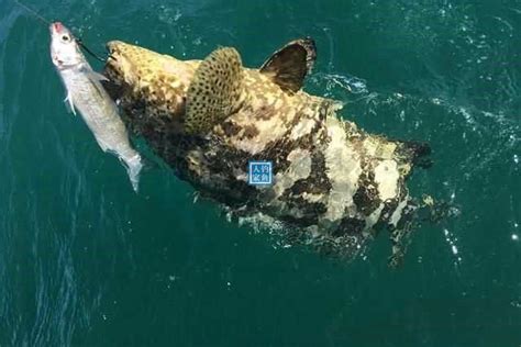 游钓深海大鱼，钓获150斤的巨型石斑鱼，拍照后深海石斑鱼被放生_钓鱼