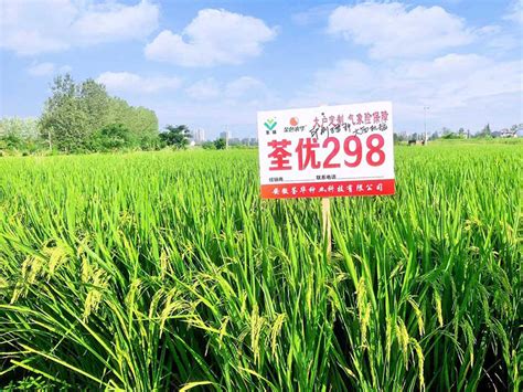 荃两优洁丰丝苗水稻种简介，每亩有效穗数15.7万穗 - 新三农