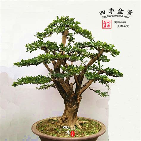 千年矮树图片