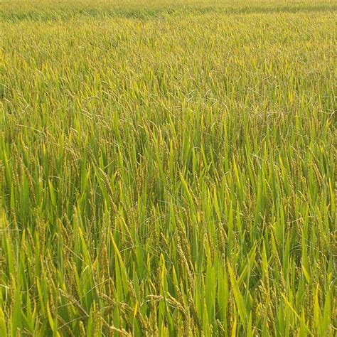 新丰沙田试种节水抗旱稻，在撂荒旱地播种丰收希望！_南方plus_南方+