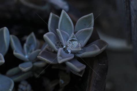 石玫瑰(CmmnRckrse)花语:普遍(Uni图片