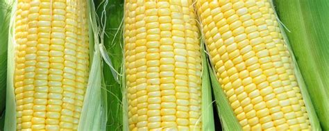 京科青贮932玉米种子特点，在适应区5月5日左右播种 - 农宝通