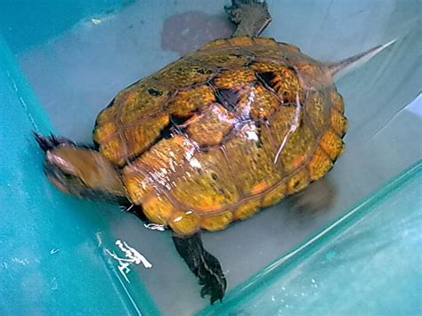 石龟种越南品种石龟种龟活体石金钱龟