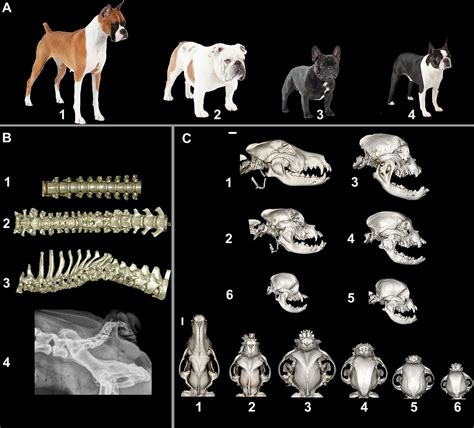 基因测序解密：斗牛犬为什么长得像一种人类遗传疾病？ - 生物通