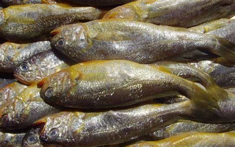 宁波大黄鱼多少钱一斤，东海野生大黄鱼为什么这么贵 - 神奇评测