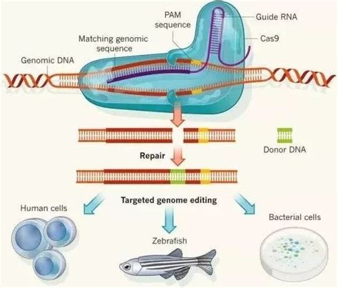 史上最全！CRISPR/Cas9基因编辑方法总结（一） - 美格生物，领先的IVD分子检测技术提供商！