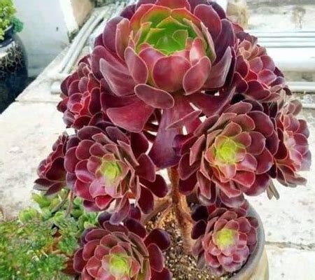 多肉植物怎么养：多肉植物常见问题解答_那花园花卉网(nahuayuan.com):花卉第一网站!爱花人的花园!