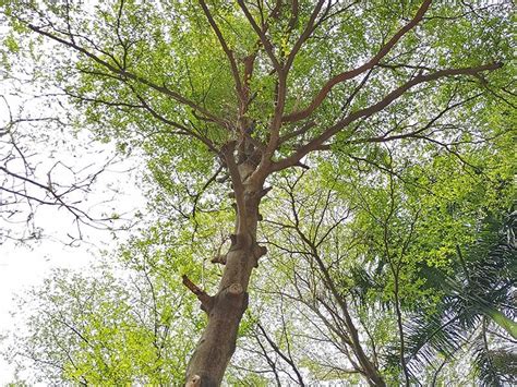 小叶榄仁 - 乔木 - 广州市林业园林科技推广服务平台