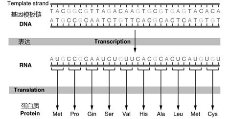 苎麻肉桂酰辅酶A还原酶基因cDNA序列的克隆与分析