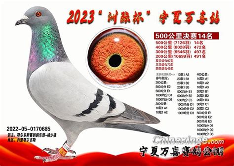 2020年秋季宁夏森翔赛鸽公棚决赛获奖鸽照片1-30-中国信鸽信息网相册