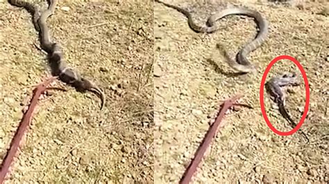 恐怖！4米长眼镜王蛇为保命 当场吐出一只巨蜥_凤凰网视频_凤凰网