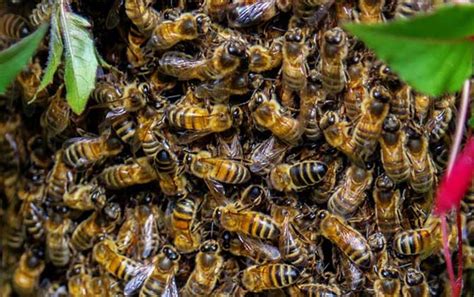 黑大蜜蜂是什么蜂？ - 蜜蜂知识 - 酷蜜蜂