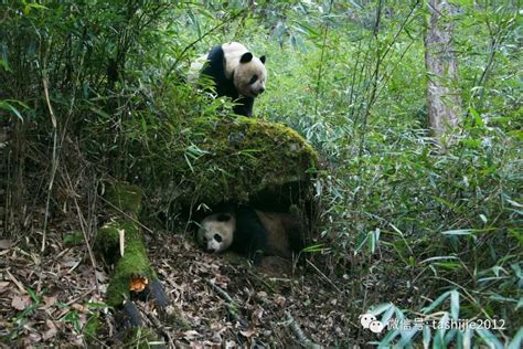 大熊猫小故事 - 自然游憩