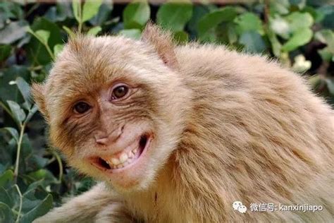 猴子笑呲牙,猴子笑,呲牙笑(第2页)_大山谷图库