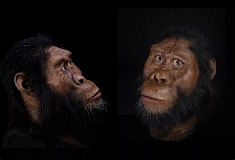 人类祖先换人了？埃塞俄比亚挖出380万年前南方古猿湖畔种头骨化石 - 神秘的地球 科学|自然|地理|探索