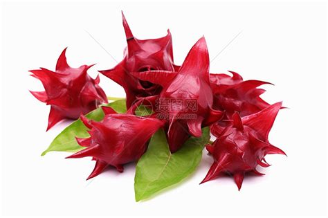 玫瑰茄图片
