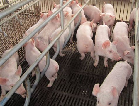 科技赋能 这个楼房式养猪场预计年产优质仔猪8万头_四川在线
