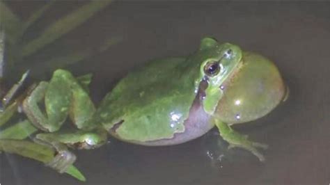 青蛙发育过程，青蛙生长的五个过程|admin_人人点