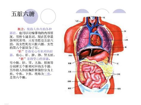 肺与大肠相表里的现代科学思维 - 微医（挂号网）