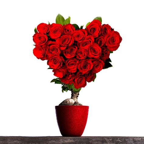 美丽的红玫瑰图片-美丽的两朵红玫瑰素材-高清图片-摄影照片-寻图免费打包下载