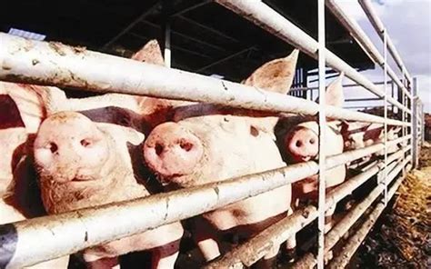 猪价高位运行近一年，那2021到2023年养猪利润如何？靠谱预测来了__财经头条