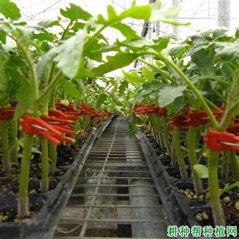 保罗•马森 的图像结果