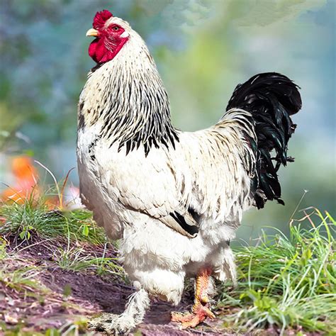 棕色哥伦比亚婆罗门母鸡这些鸡高清图片下载-正版图片504414525-摄图网