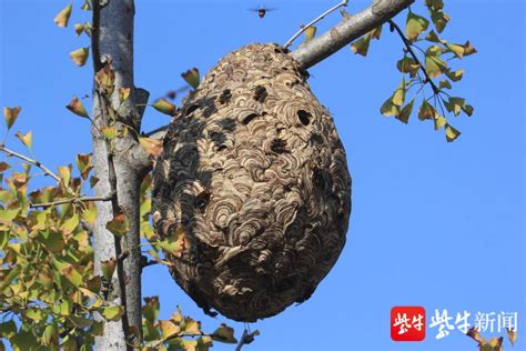 大树上的蜂巢,树上的蜂巢,大蜂巢_大山谷图库