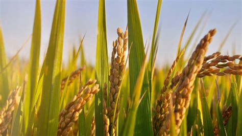 高产水稻前十名的品种 水稻高产品种排名 —【发财农业网】