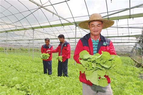 三亚新闻网_ 春节期间三亚常年蔬菜基地日均生产供应本地叶菜300余吨