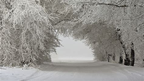 寒冷冬日雪树林中孤独的乡村小屋高清图片下载-正版图片504743440-摄图网