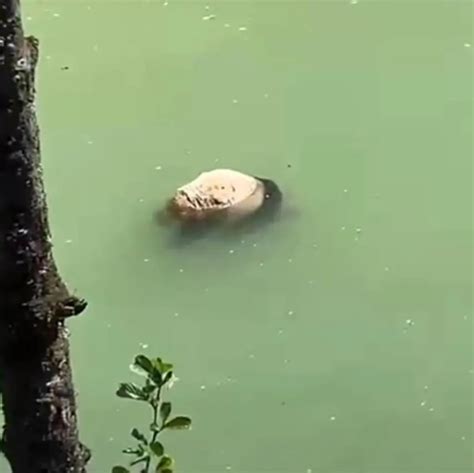 摩友在河道发现幼年大熊猫尸体，四川雅安：初查系溺亡，排除人为因素 - 川观新闻