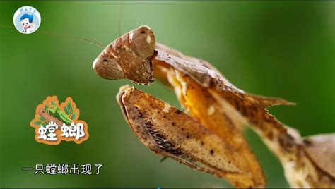 第06集：螳螂大战蚂蚱_高清1080P在线观看平台_腾讯视频