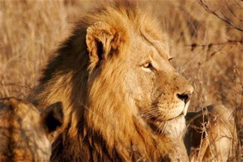 非洲最强的狮王排名：莫伦排名第一（力量强大）_小狼观天下