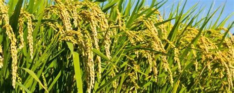 中国高产水稻品种介绍，看这七种 - 农服务